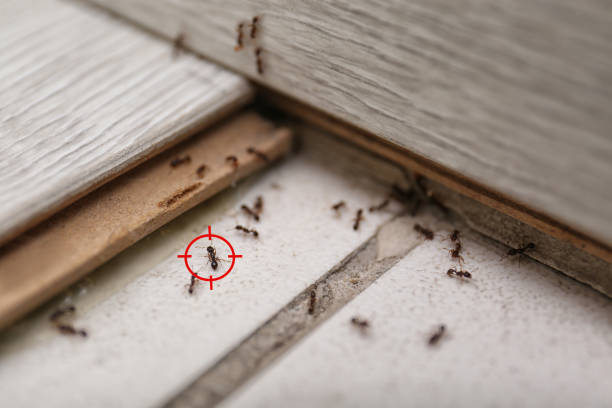 Pest Control Cost in Dixon Lane Meadow Creek, CA