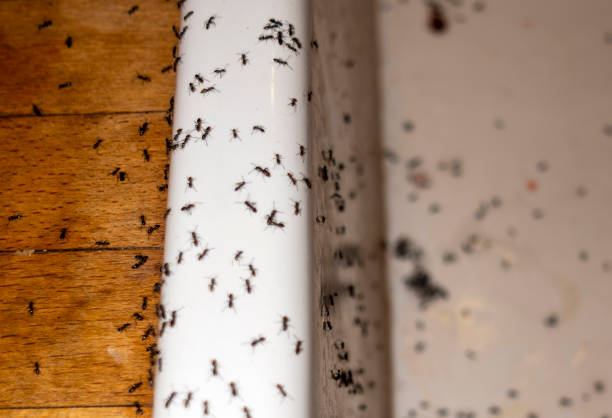 Trusted Dixon Lane Meadow Creek, CA Pest Control Experts